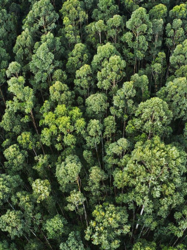 desarrollo ecologico